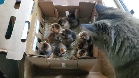 Fascinated Cat Looks Over New Arrival Of Baby Chickens
