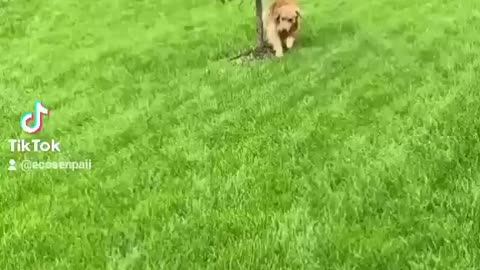 Funny dog goes bonkers.... Derp mode