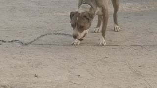 Cute Pittbull Eating