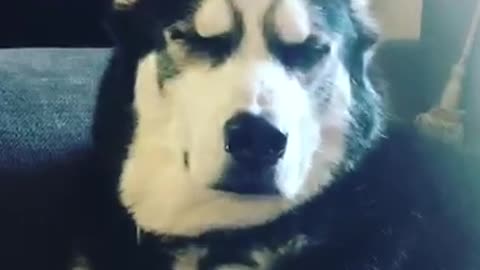 Resting husky face