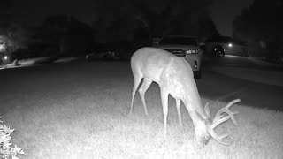 Whitetail deer in my Cypress (Houston) neighborhood - August 15, 2023 021540