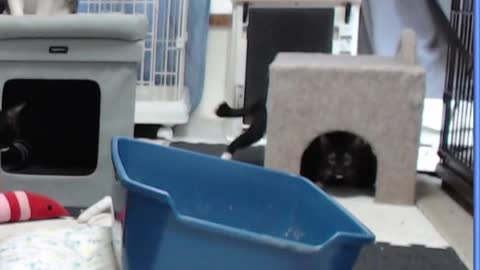 Watch these cute cats chilling.