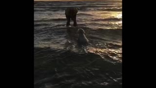 Puppy's first time at the Beach