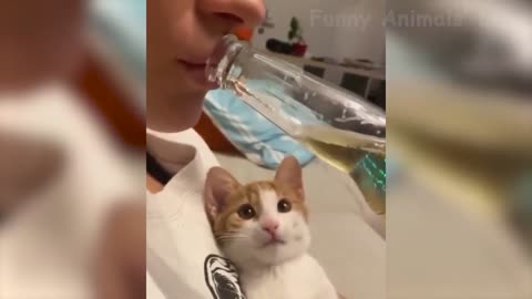 The cat also wants to relax and drink beer