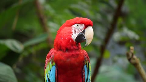 This parrot is looking forward to his tax refund!