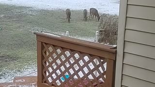 Michigan Whitetail Deer