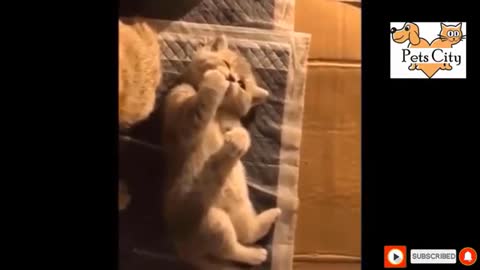 Funny Pet Animals Videos-121