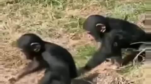Funny monkeys ever