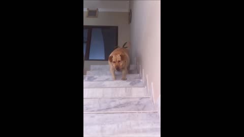 Funny dog climbs up and down stairs
