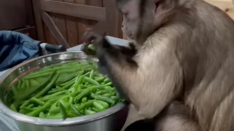 Monkey Helps Snap Green Beans