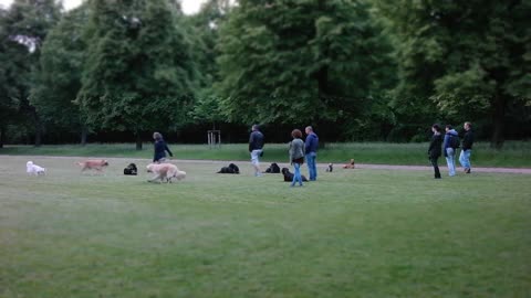 Dogs Training in park