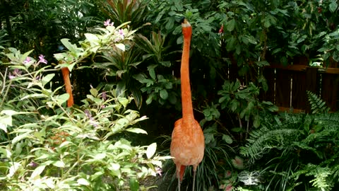 Flamingo bird in a tropical garden