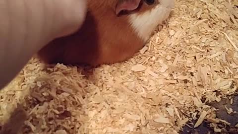 Yorkie Jealous Of New Guinea Pig