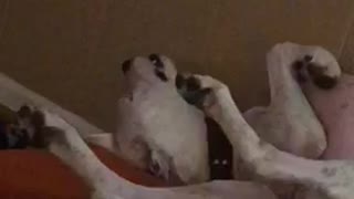 Sleepy dog rubs her eyes