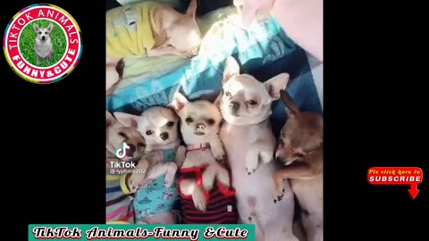 Funny and Cute -Dog Video