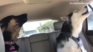 Husky and german shepard in back seat howling and barking