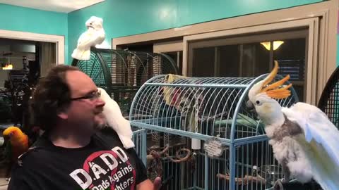 Parrots Love To Sing Along
