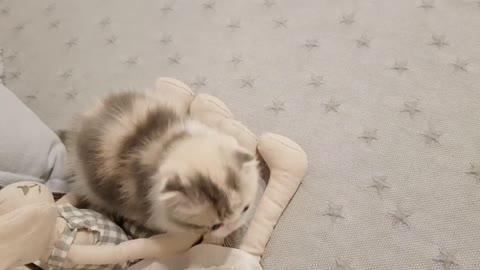 Cute Kitten video short leg cat Kim's kennel