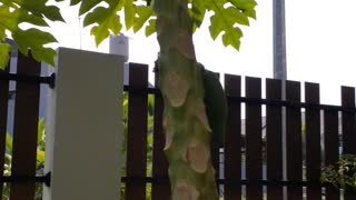 Papaya Tree