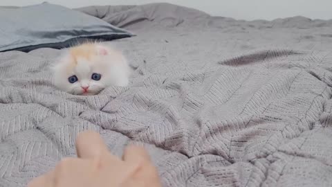 A Funny Little Kitten Angry With Hunting Mood