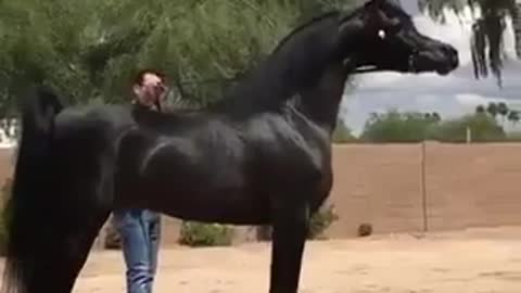 Trainer reviews the beauty of his horse
