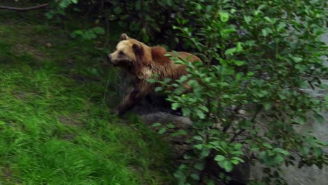 Wilde World - Wilde Animals - Brown Bear