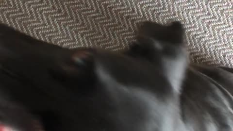 Doggo playing favorite game