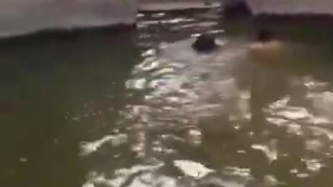 Dog saves his owner from drowning
