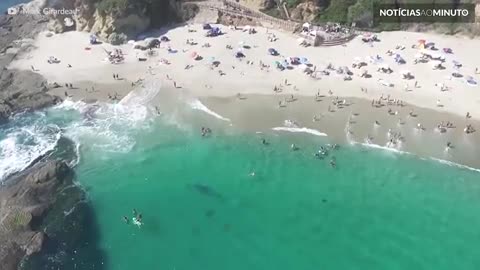 Filhote de baleia nada com banhistas em praia na Califórnia