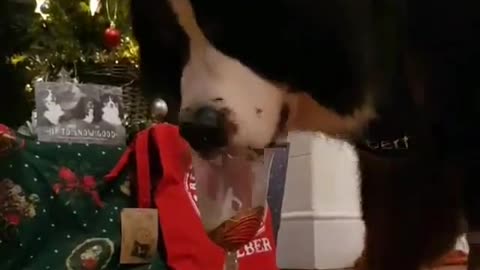 Bernese Mountain Dog Celebrating Christmas