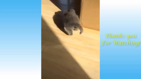 Funniest Animals - Best Of The Funny Animal Videos