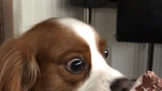 Dog licking popsicle