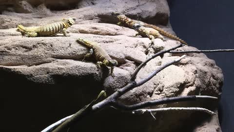 Armadillo Lizard Babies That Bite Their Tails And Curl Into Ball Born At Worlds Oldest Zoo