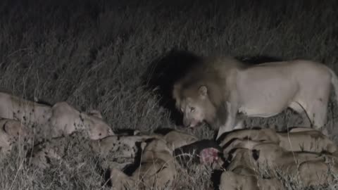 Lion King's Dominance: No Hyena Dares to Challenge the King