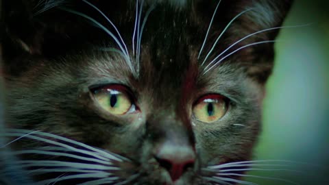 Beautiful cats humming 😺 trending videos | kittens compilation