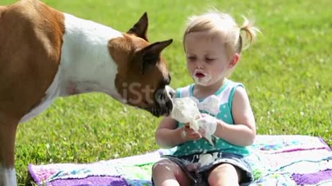 Funny Boxer dog, little girl and ice cream cone 🤣