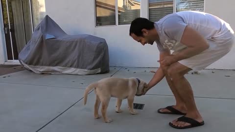 Labrador puppy Learining and performin Trainig commands l Dog showing all T..