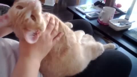 Cat receives a massage and loves it