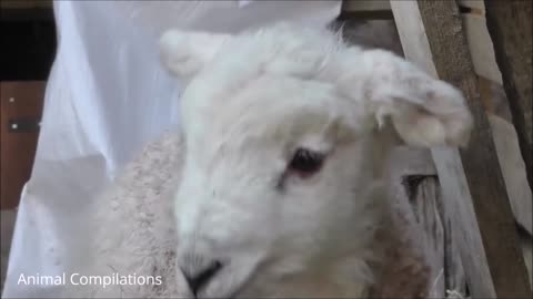 Baby Lamb Sheep Goes Baa!