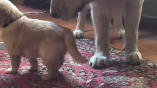 Adorable little puppy intimidates his Golden Retriever dad