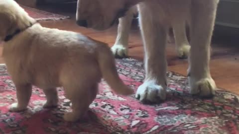Adorable little puppy intimidates his Golden Retriever dad