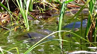 Huge turtle killing a Big fish