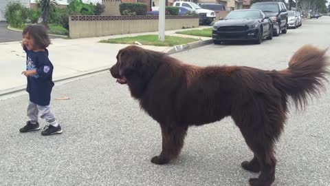 Giant Newfoundland Dog gives good luck kisses