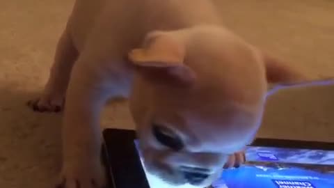 Cachorro juega a un juego para mascotas en su tableta