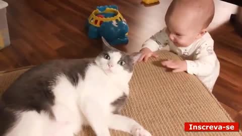 kitten wants baby food