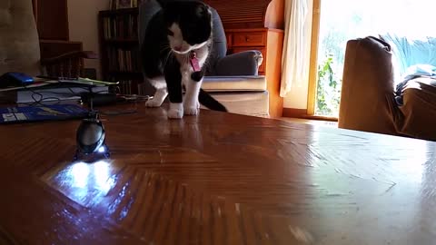 Kitten viciously attacks helicopter