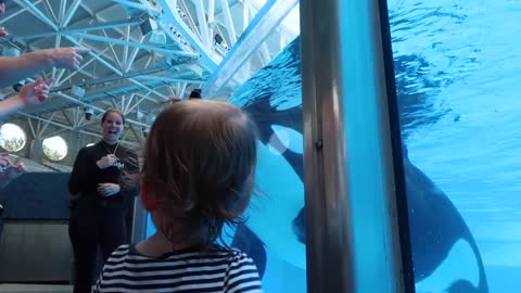 Little girl's Orca meets the real thing - 'Killer Whale Up-Close Tour' at SeaWorld Orlando