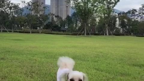 a cute dog running around