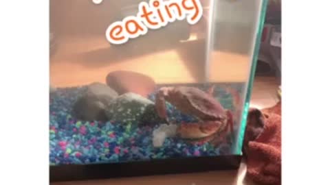 Pet crab eating raw shrimp