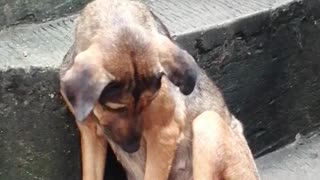 Tired Pup Sleeps on Stairs